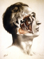 Zahnrztliche Fortbildung: Anatomie